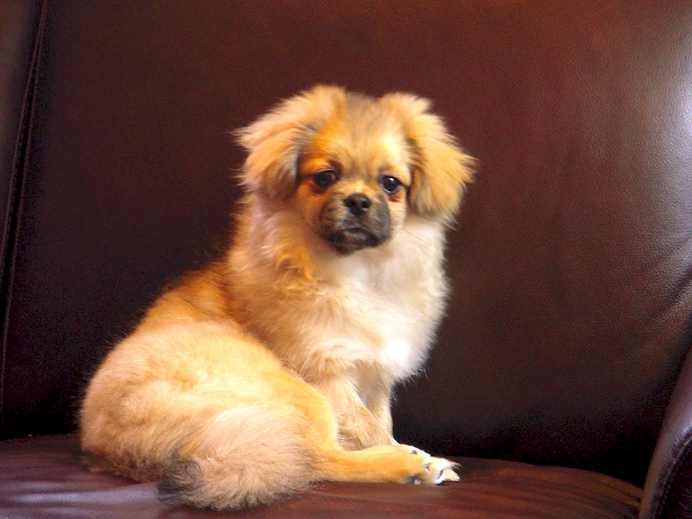 Tibetischer Spaniel und Pekingese Pomeranian