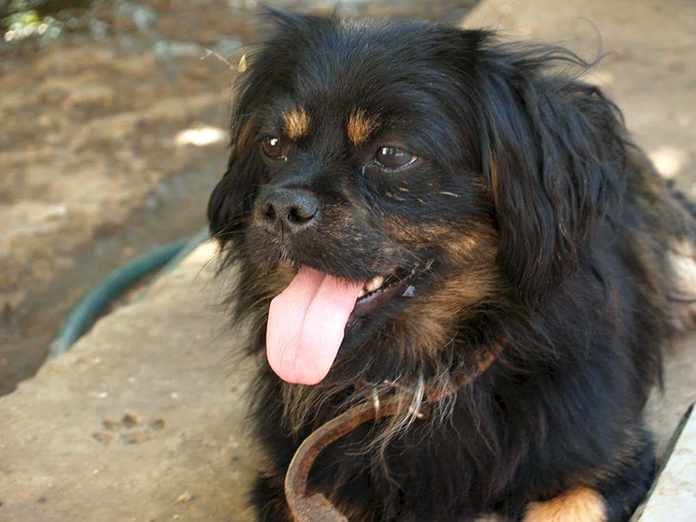 Spitz und Pekingese métis