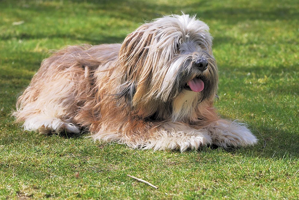 Yorkshire Terrier shaggy