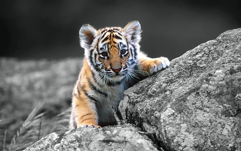 Baby Tiger