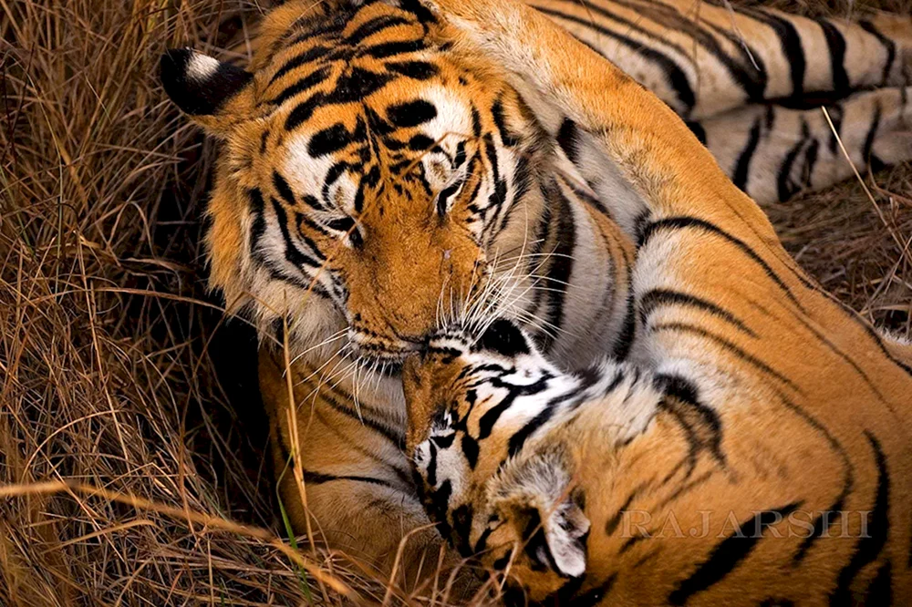 Tigerin und 2 Tigerbabys