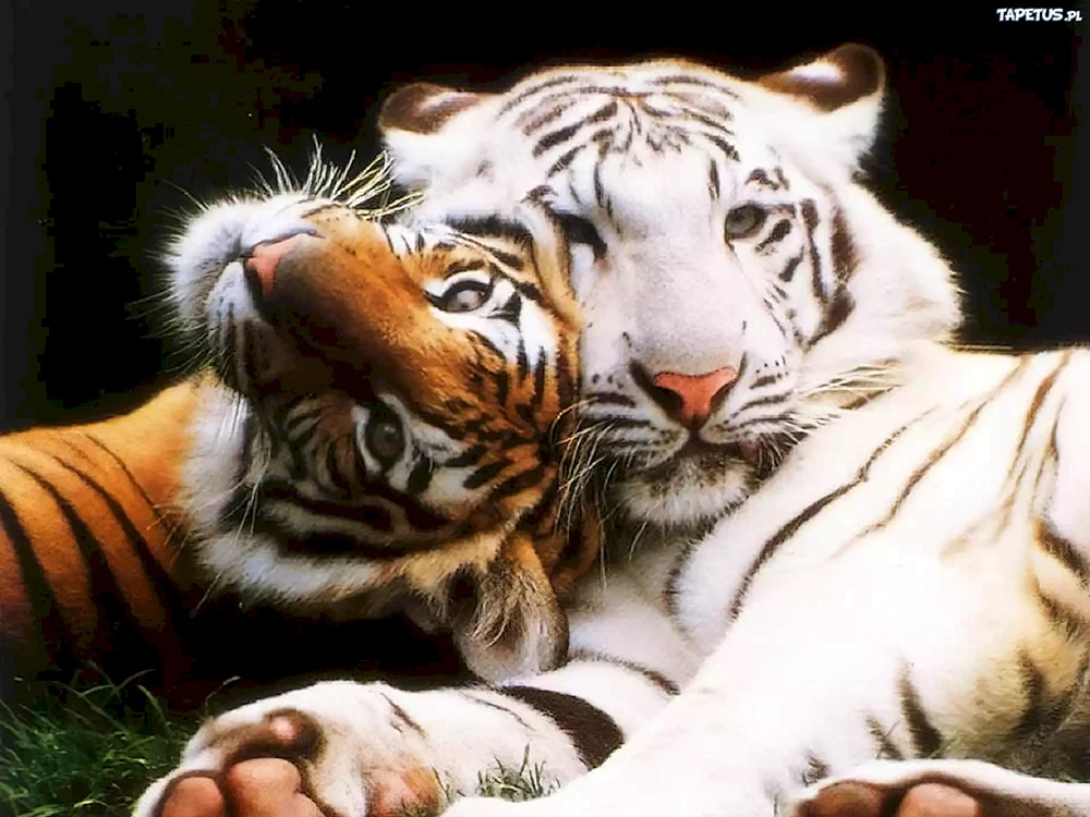 Bengalischer Tiger