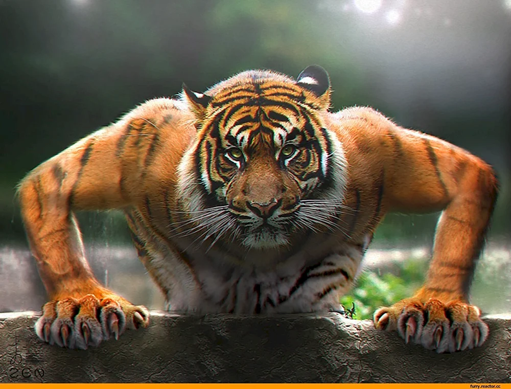 Tiger auf Avu