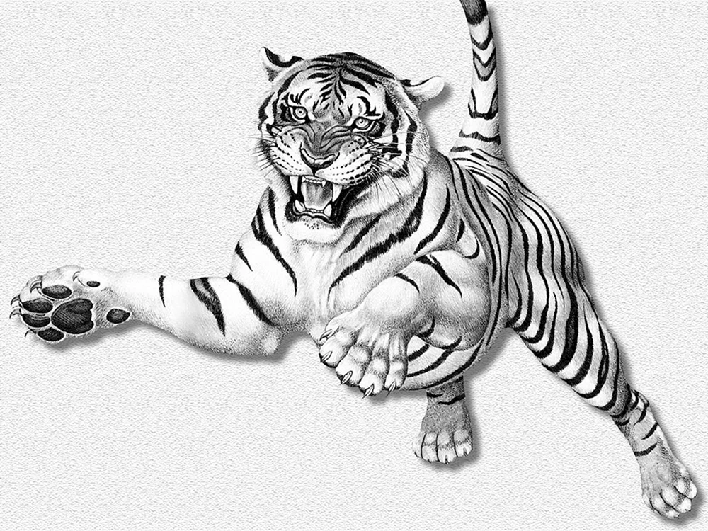 Ussuriysky Amurischer Tiger Zeichnung