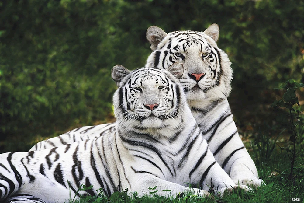 Schöne Tiere