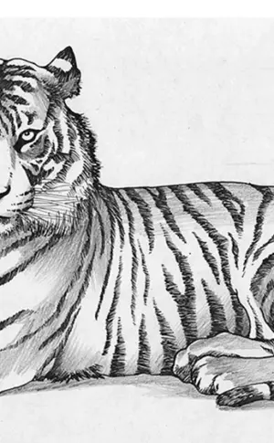 Tiger in Bleistift