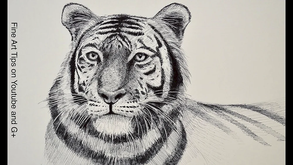 Tiger Zeichnungen zum Zeichnen