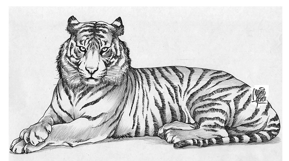 Tiger in Bleistift