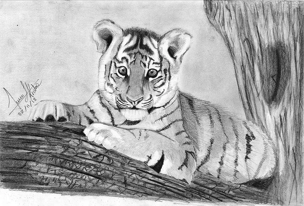 Tiger Zeichnung