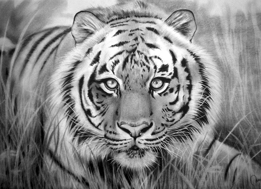 Tiger Bleistift