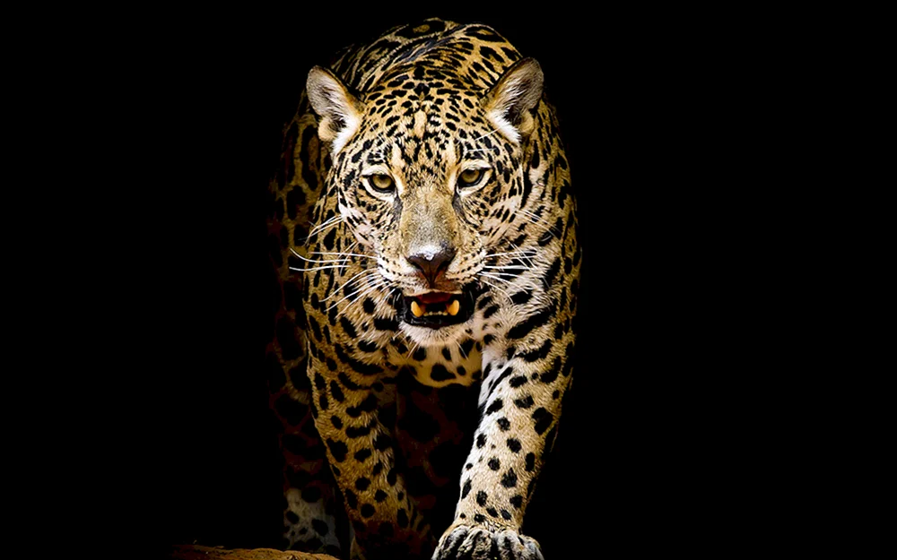 Tiger Leopard Gepard Jaguar
