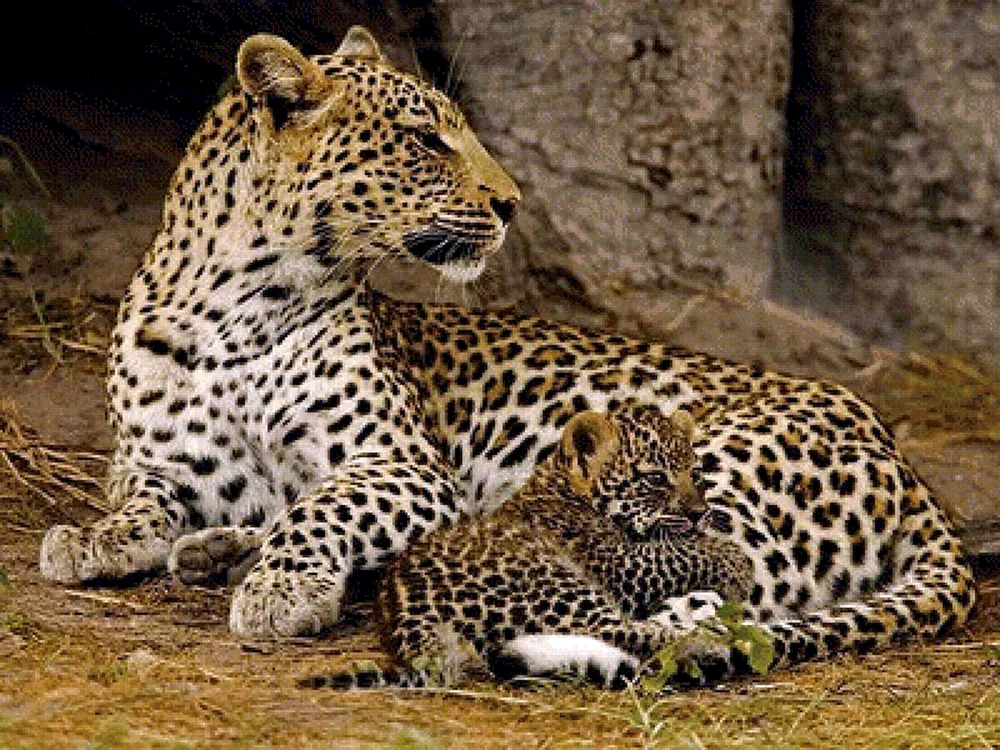 Tiger Leopard Gepard Jaguar