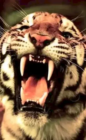 Tiger betäubt