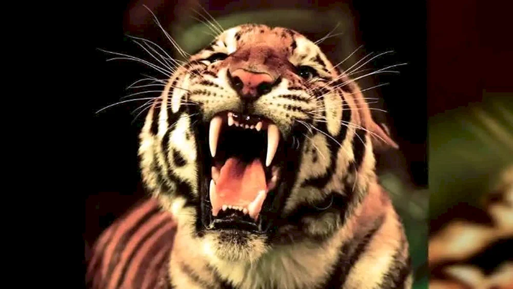 Tiger betäubt