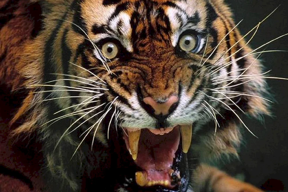 Amur-Tiger betäubt