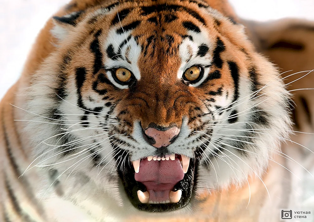 Raubtiere Tiger betäubt