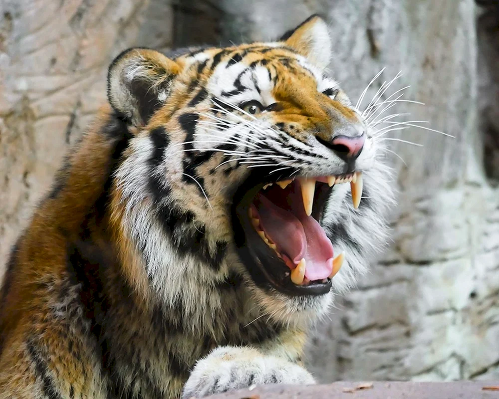 Tigerpiste vollgesichtig