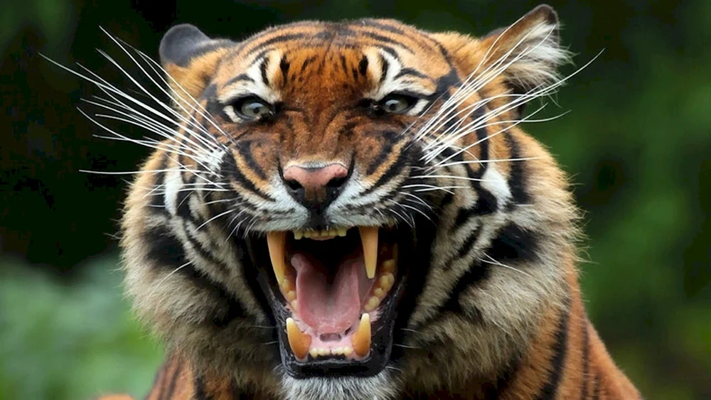Amur-Tiger betäubt vollgesichtig