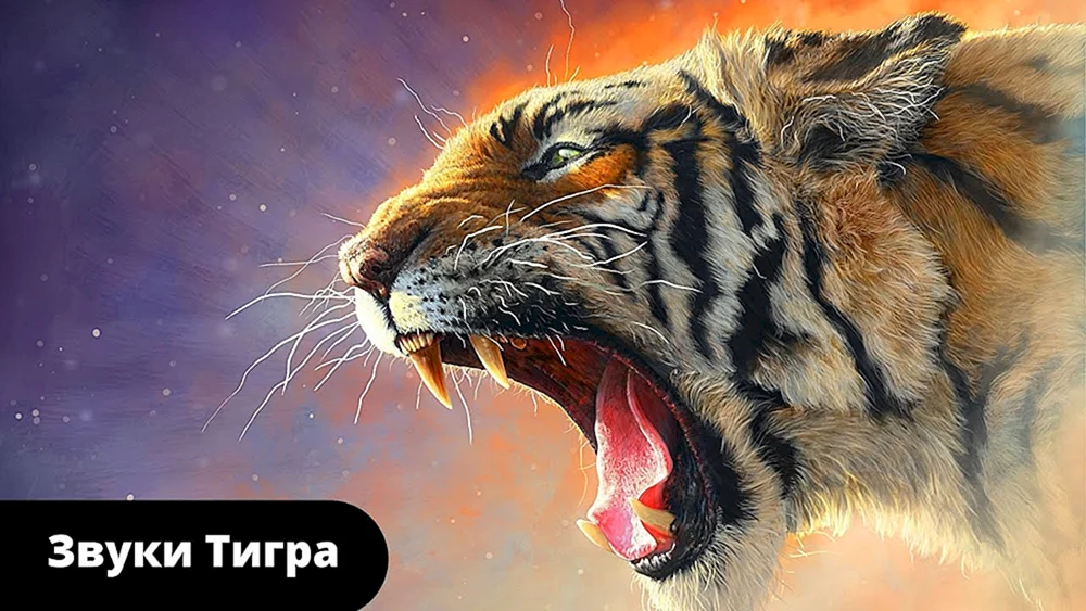 Tiger-Tiger betäubt