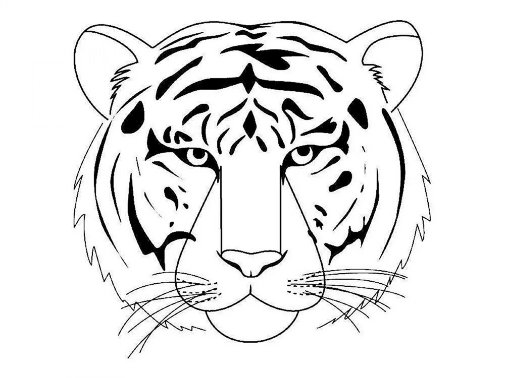 Tiger Zeichnung