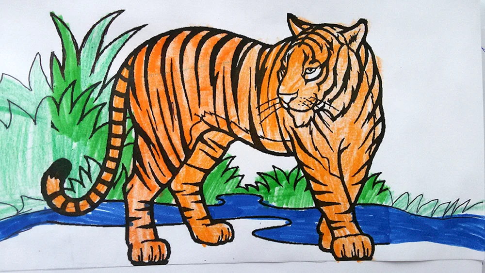Tiger Zeichnung