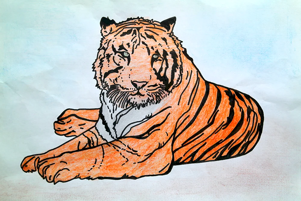 Tiger Zeichnung