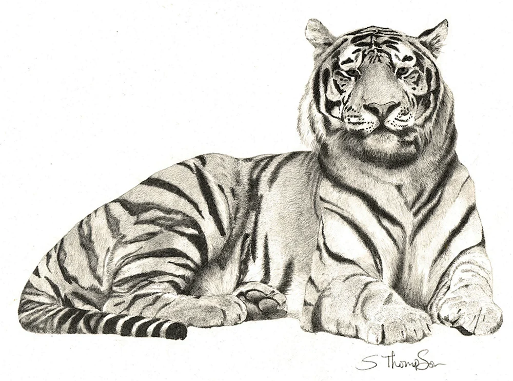 Tiger Zeichnung