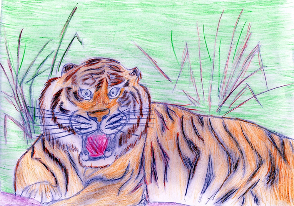 Tiger Zeichnung