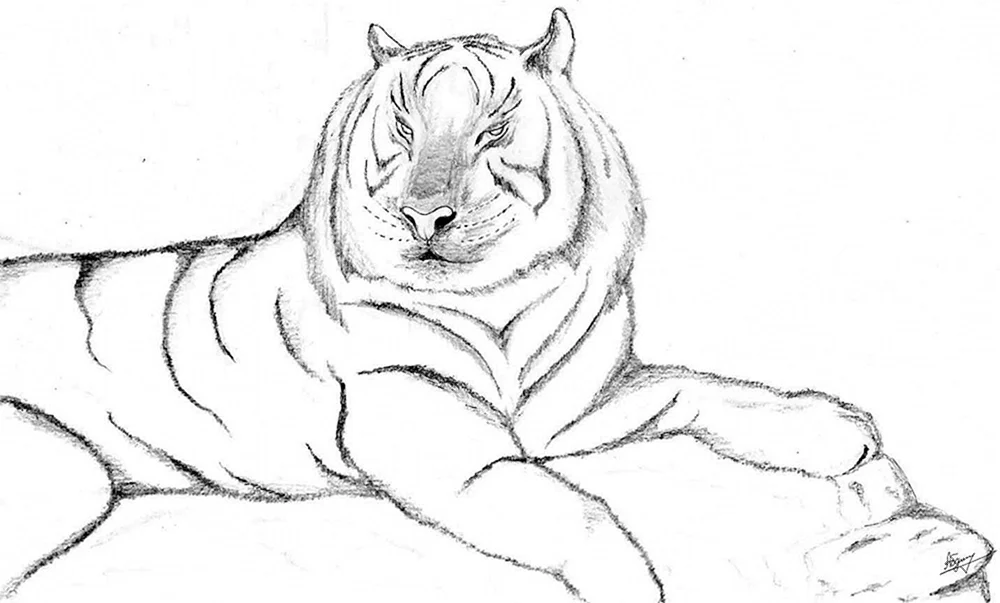 Tiger Zeichnung in Bleistift