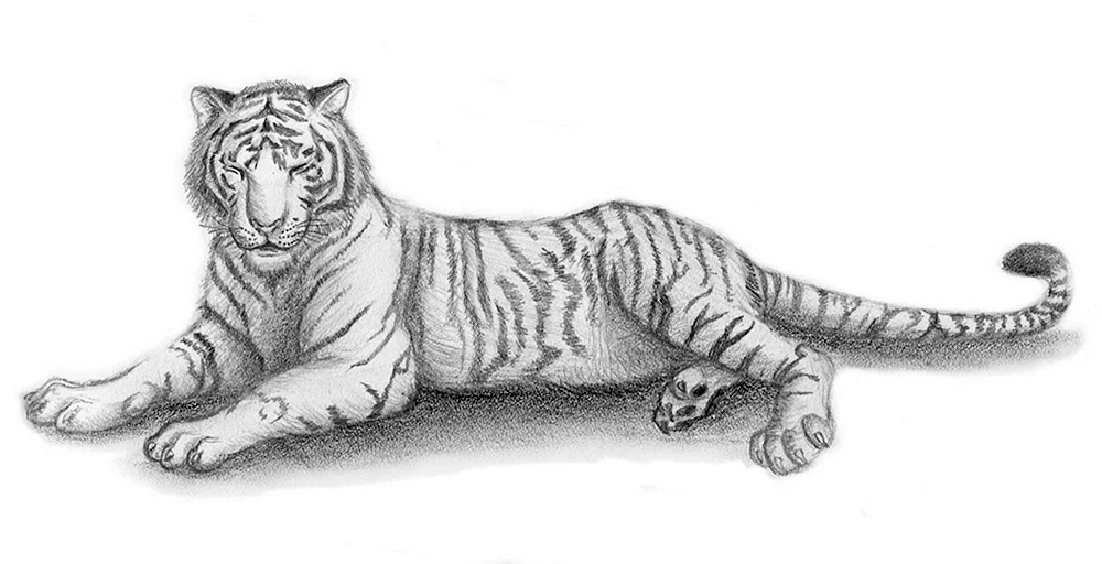 Tiger Zeichnung