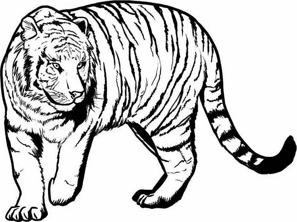 Tigerzeichnung