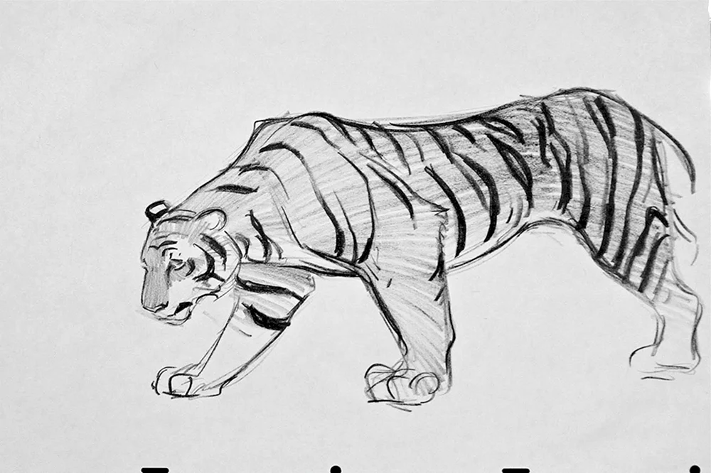 Tigerzeichnung