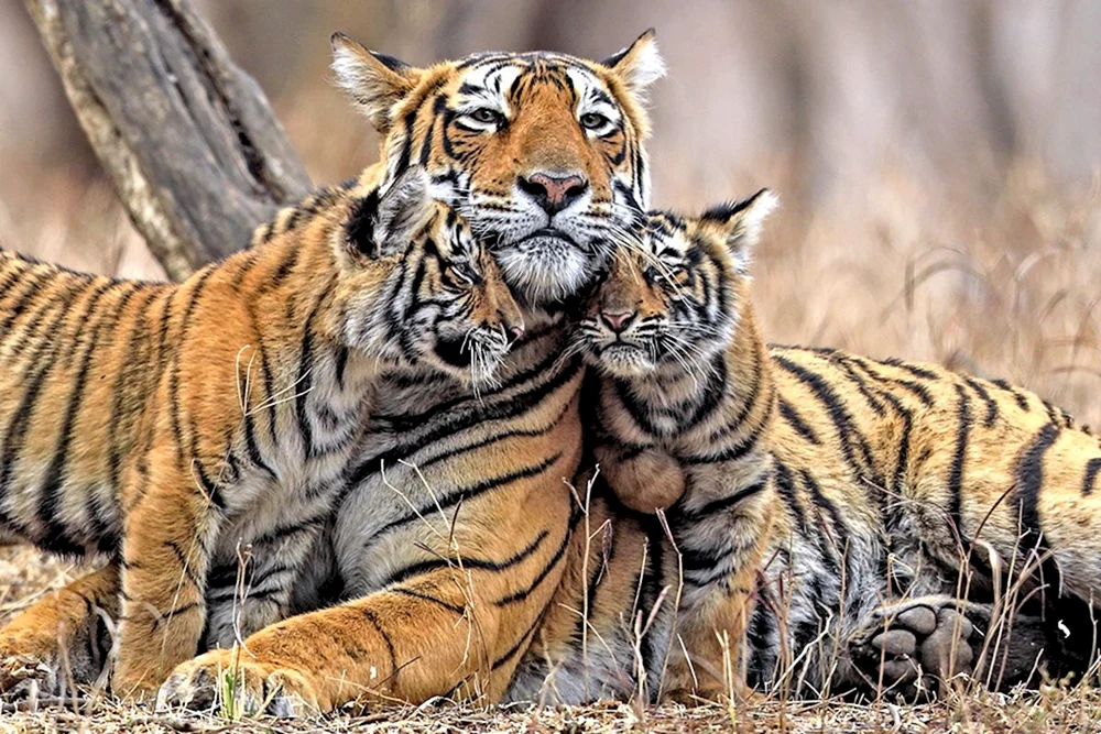Tigers Pride