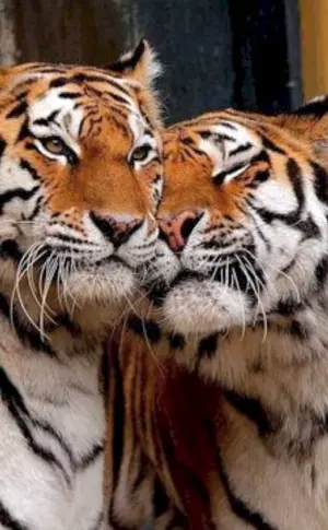 Eine Tigerin und ein Tigerbaby