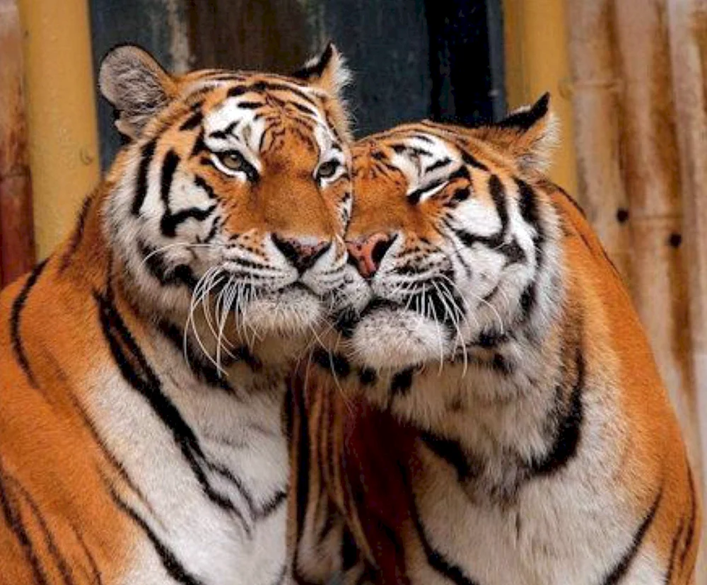 Eine Tigerin und ein Tigerbaby