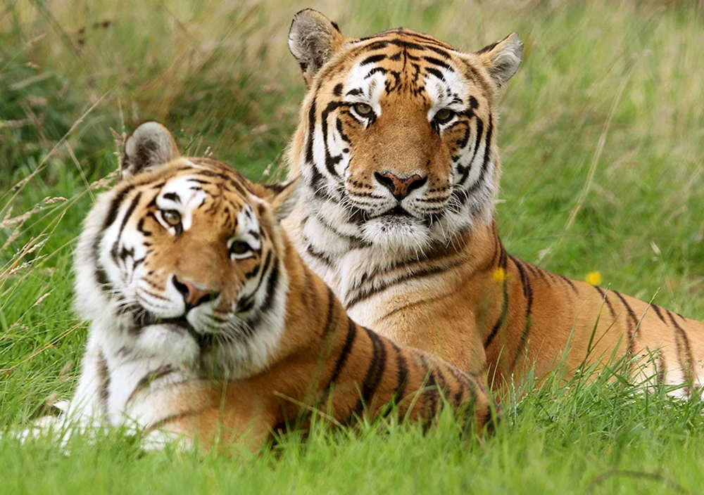 Tigerin und ein Tigerbaby