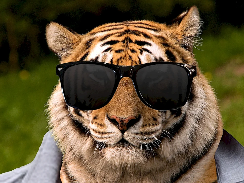 Tiger mit Brille