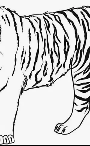 Tiger. Ausmalen