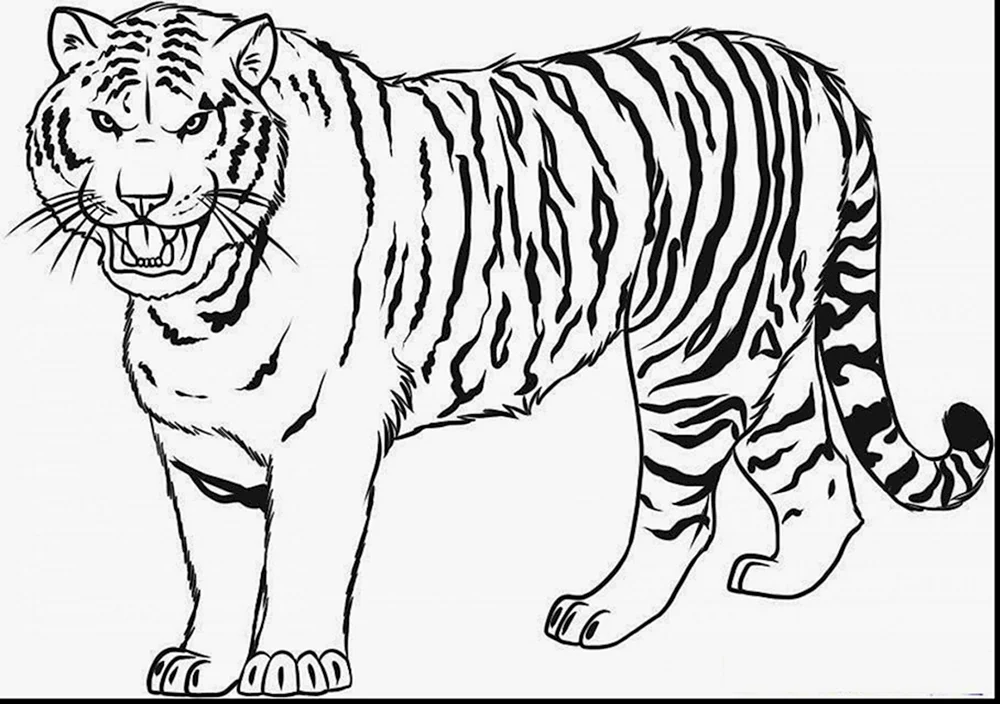 Tiger. Ausmalen