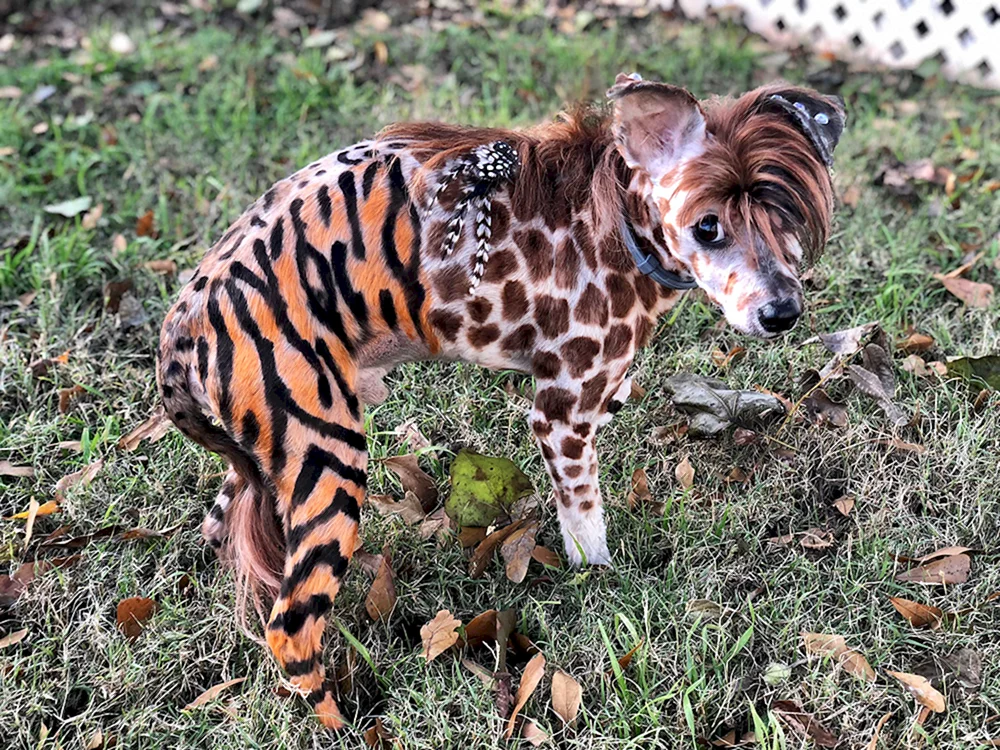 Afrikanische Hyäne Hund.