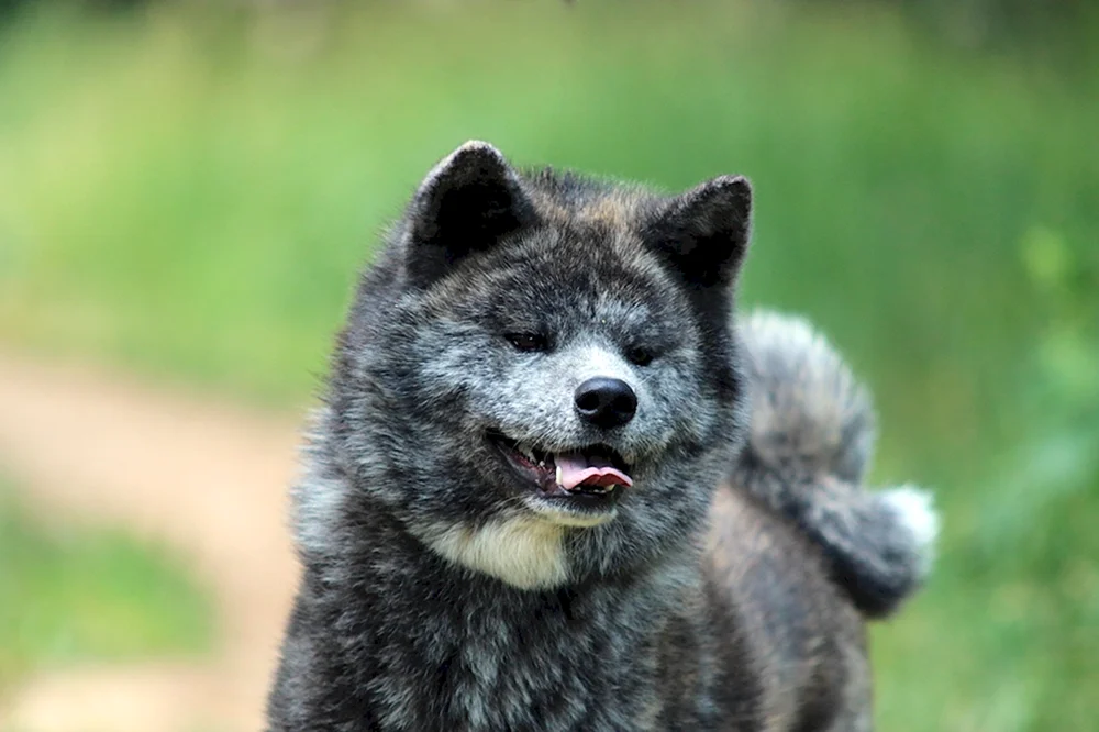 Tiger Akita