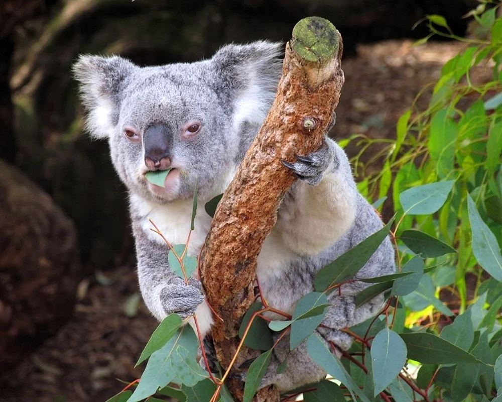 Gruseliger Koala