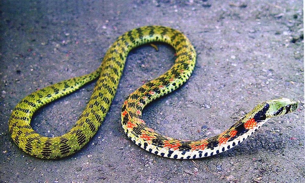 Tigerschlange. Notechis scutatus