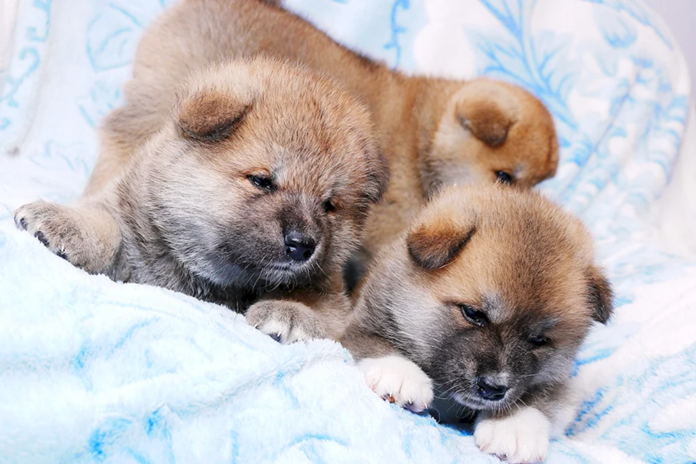 Akita Inu Amerikanischer Tiger