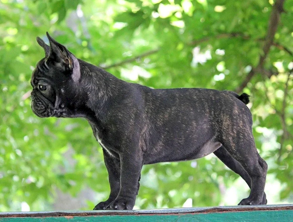 Tiger französische Bulldogge