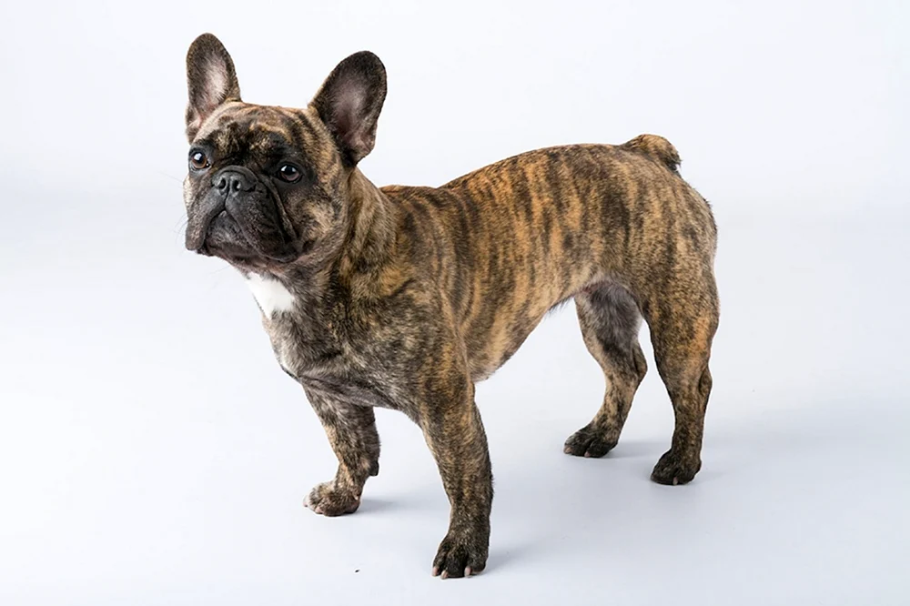 Tigerbulldogge