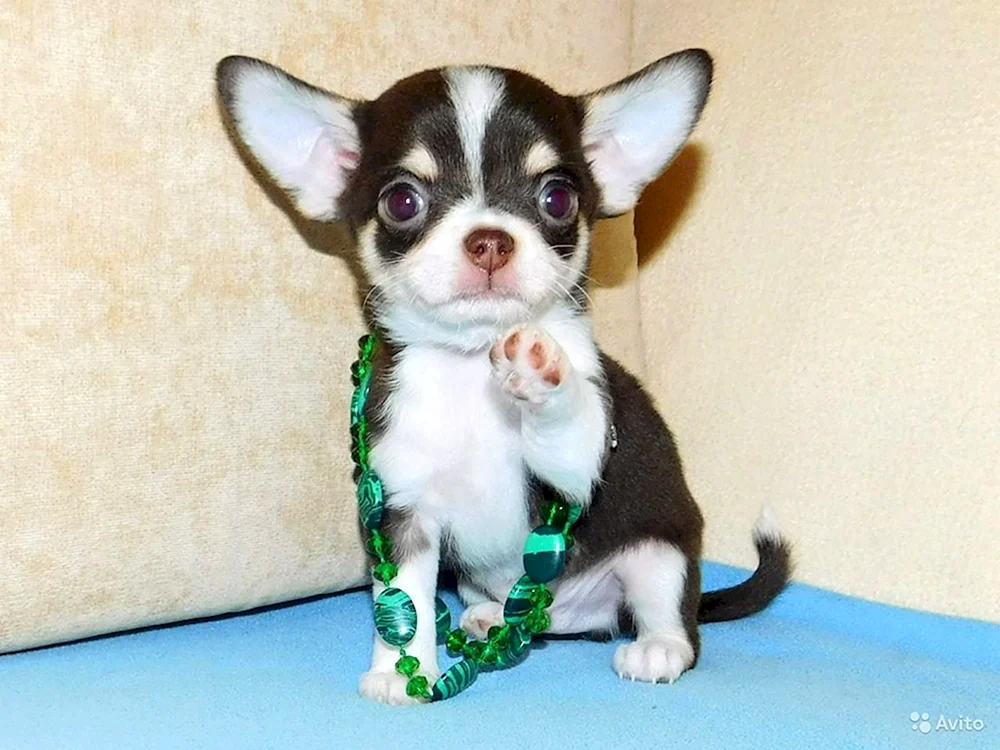 Tiger Chihuahua