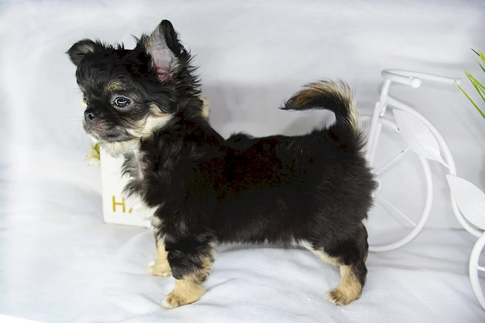 Tiger Chihuahua Langhaar