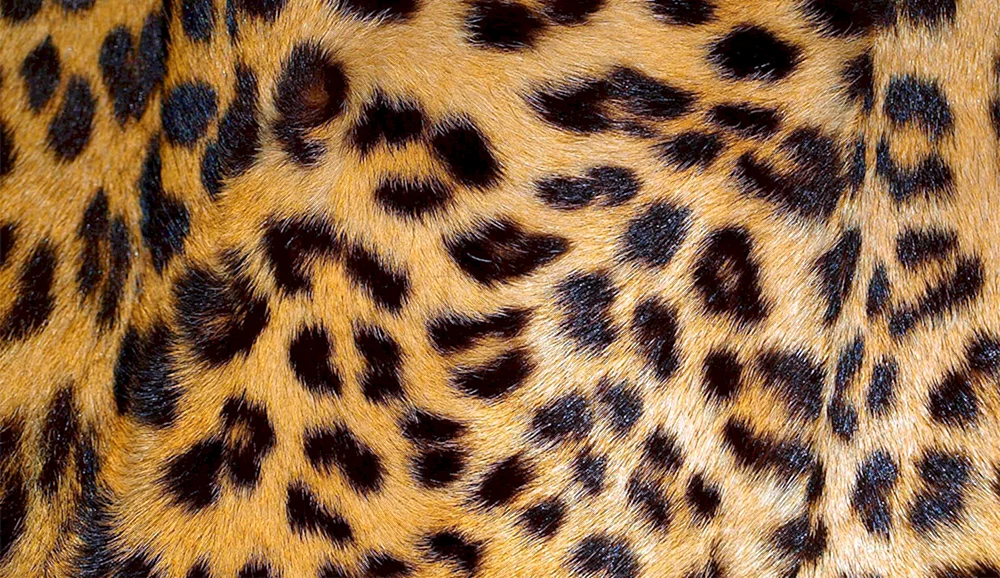 Tiger Leopard