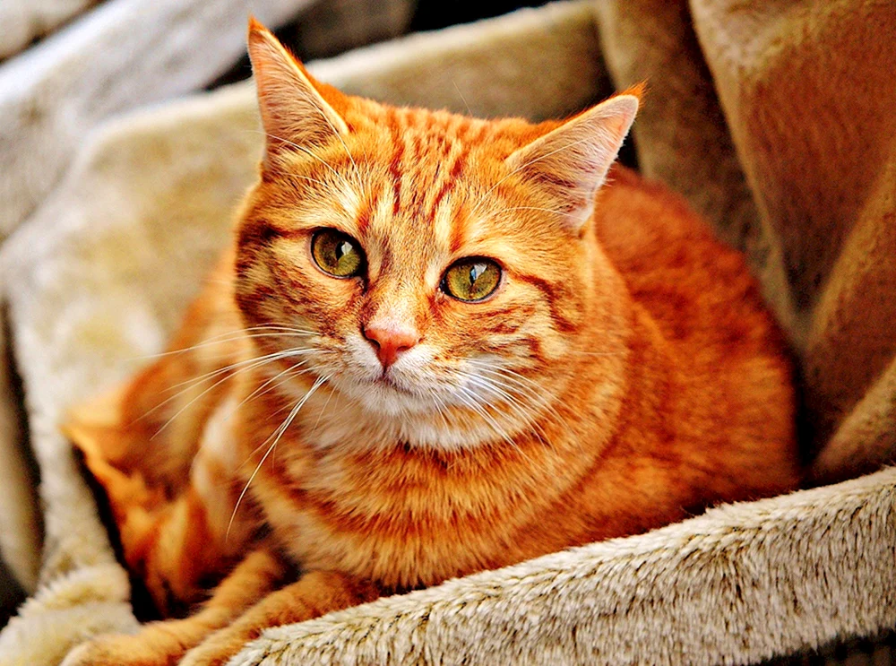 Tiger getigert gestromt Ingwer